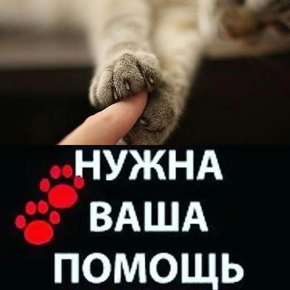 Кому нибудь нужна помощь. Нужна помощь. нужна ваша помощь. нам нужна ваша помощь. очень нужна ваша помощь.