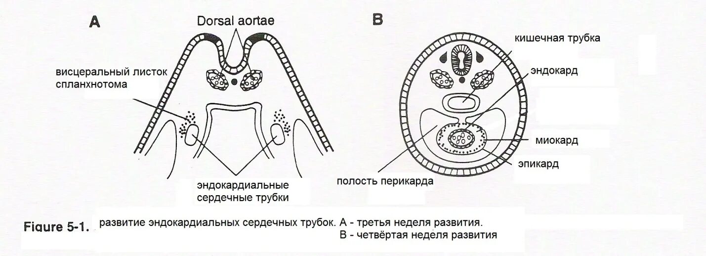 Эмбриогенез вторичная полость тела будущего животного. Зигота бластула гаструла нейрула. Эмбриогенез вторичная полость тела будущего животного. Первичная и вторичная полость тела организмы. Эмбриогенез вторичная полость тела будущего животного.