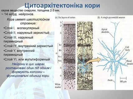 Серое вещество образует кору