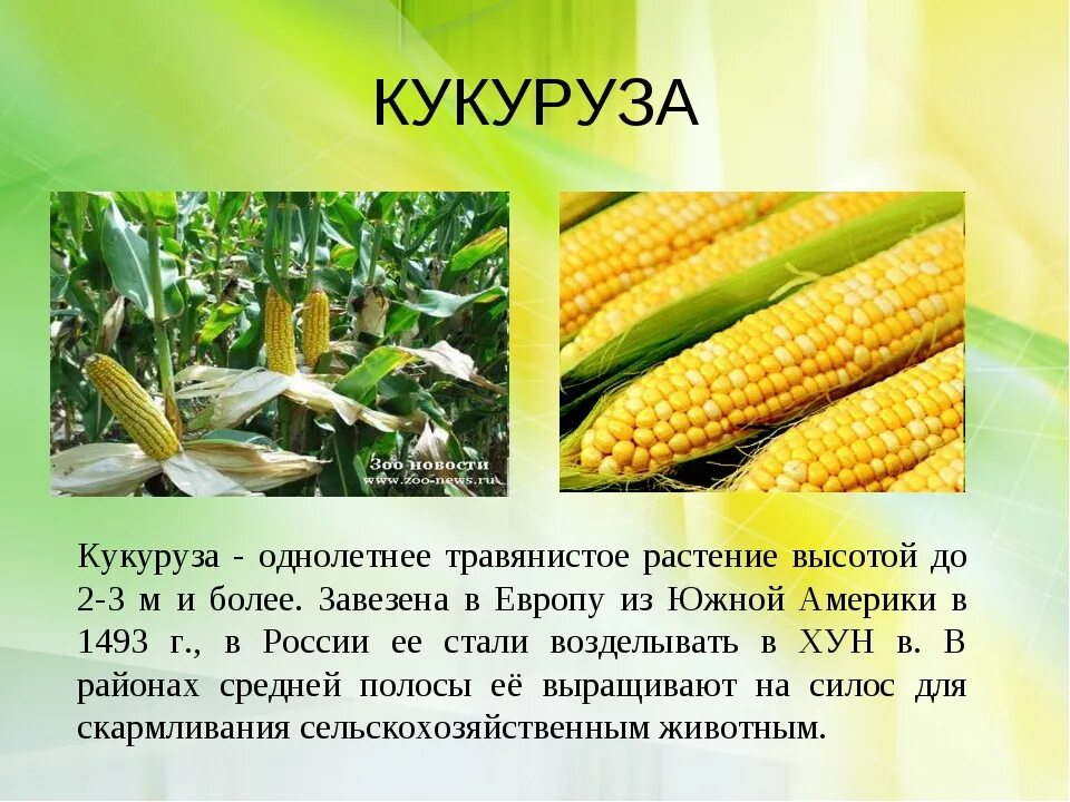 Кукуруза доклад 3 класс. Кукуруза описание растения 2 класс. Кукуруза Маис как растет. Сорта кукурузы с описанием.