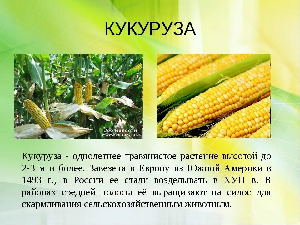 Сообщение о кукурузе