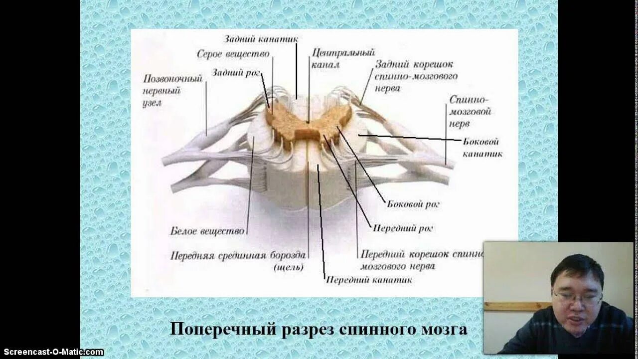 Какого внутреннее строение спинного мозга