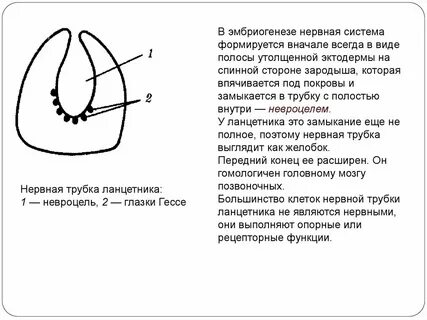 Глаза гессе