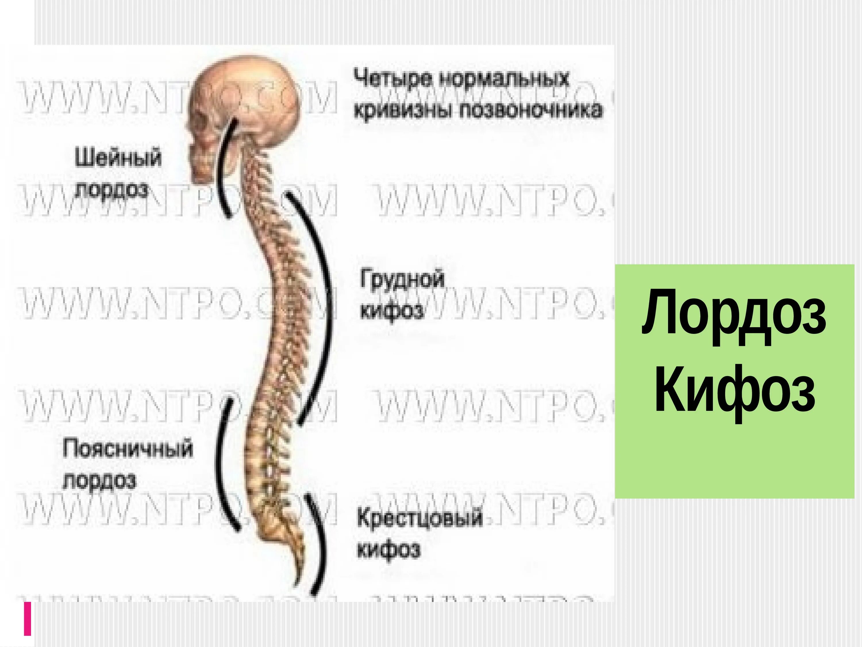 Изгиб позвоночника 5. Строение позвоночника кифоз. Лордоз и кифоз. Лордозы и кифозы позвоночника анатомия. Лордоз и кифоз позвоночника.