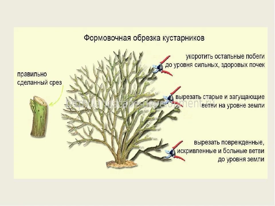 Можно ли обрезать сухие ветки. Формирующая обрезка кустарников. Схема формовочной обрезки деревьев. Схема обрезки деревьев и кустарников. Туя санитарная обрезка деревьев.