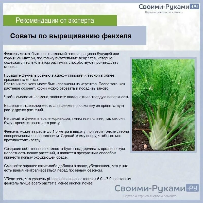 Фенхель овощной казанова. Фенхель для чего используется. Фенхель для чего используется. Фенхель обыкновенный плоды. Фенхель растение.