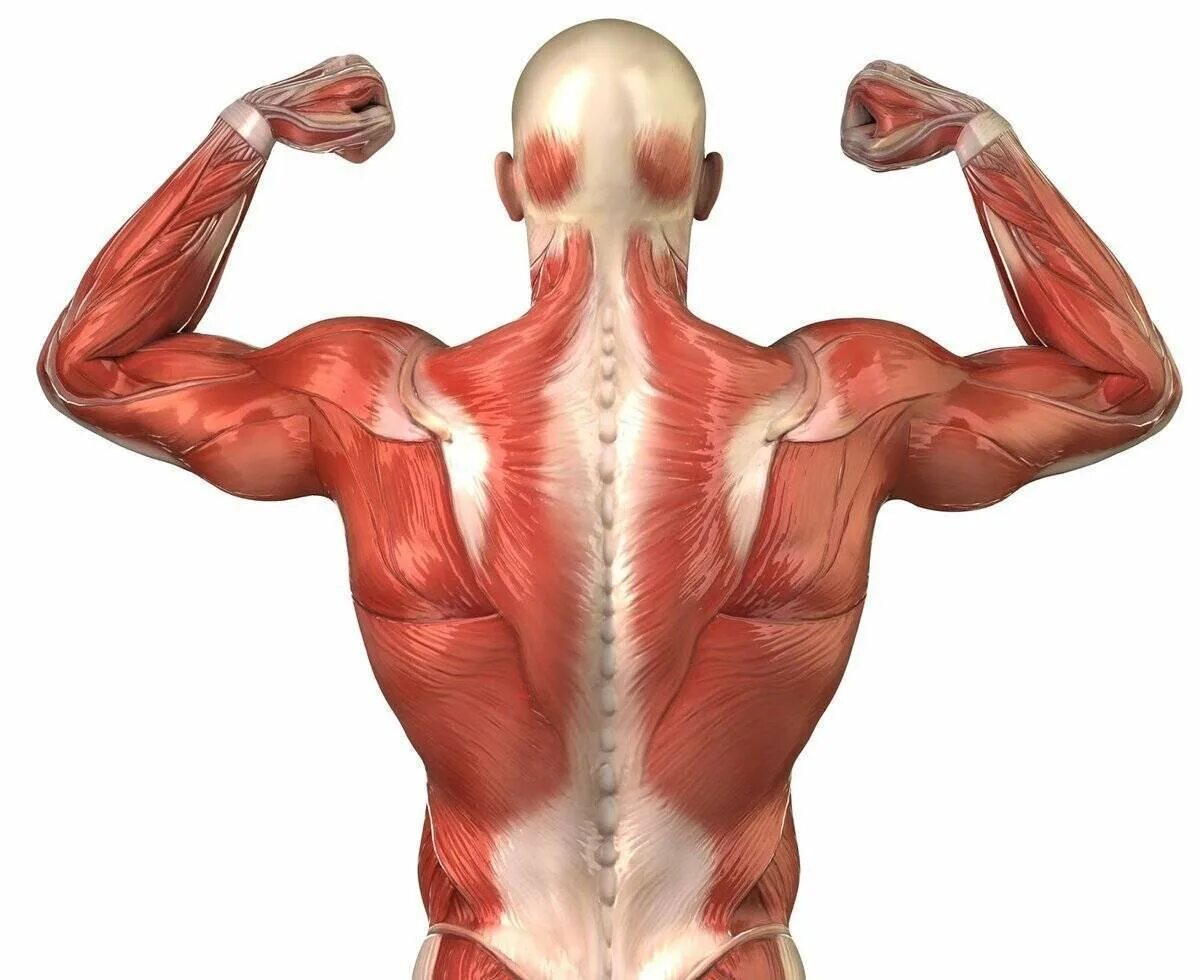 Мышцы спины анатомия человека. Трапециевидная мышца спины анатомия. Спинные мышцы человека анатомия. Мышечный корсет. Главная мышца тела