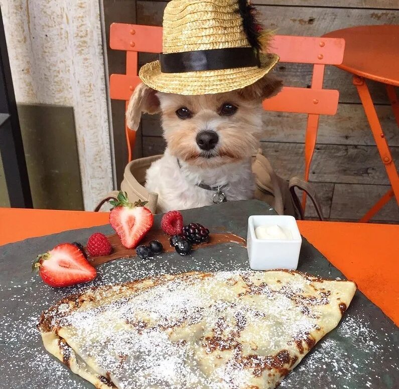 Собака с блином. Собака с блином. Можно собакам блины. Можно собакам блины. Можно собакам блины.