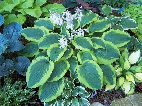 Хоста том шмидт описание. Хоста том шмидт. Хоста том шмидт фото. Хоста fruit punch. Хоста mount tom.