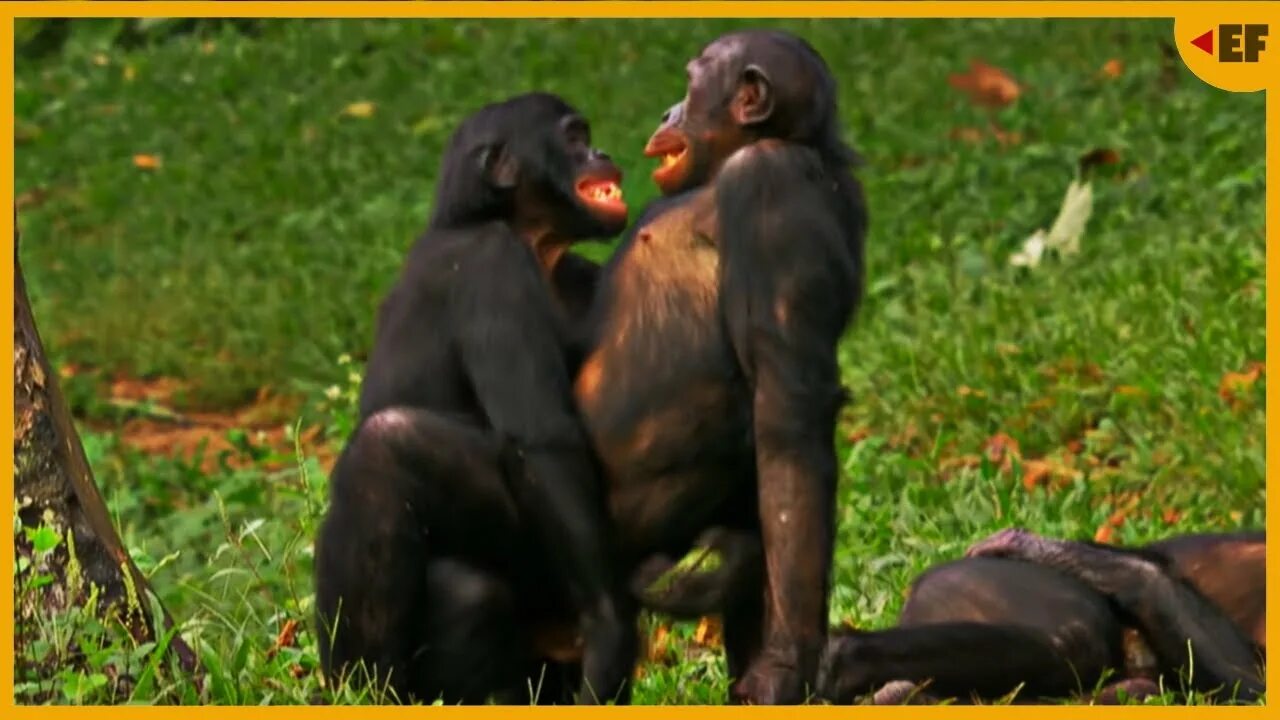 Зоофилия оргазм. Шимпанзе бонобо. Бонобо самец. Обезьяны спариваются. Спаривание шимпанзе.