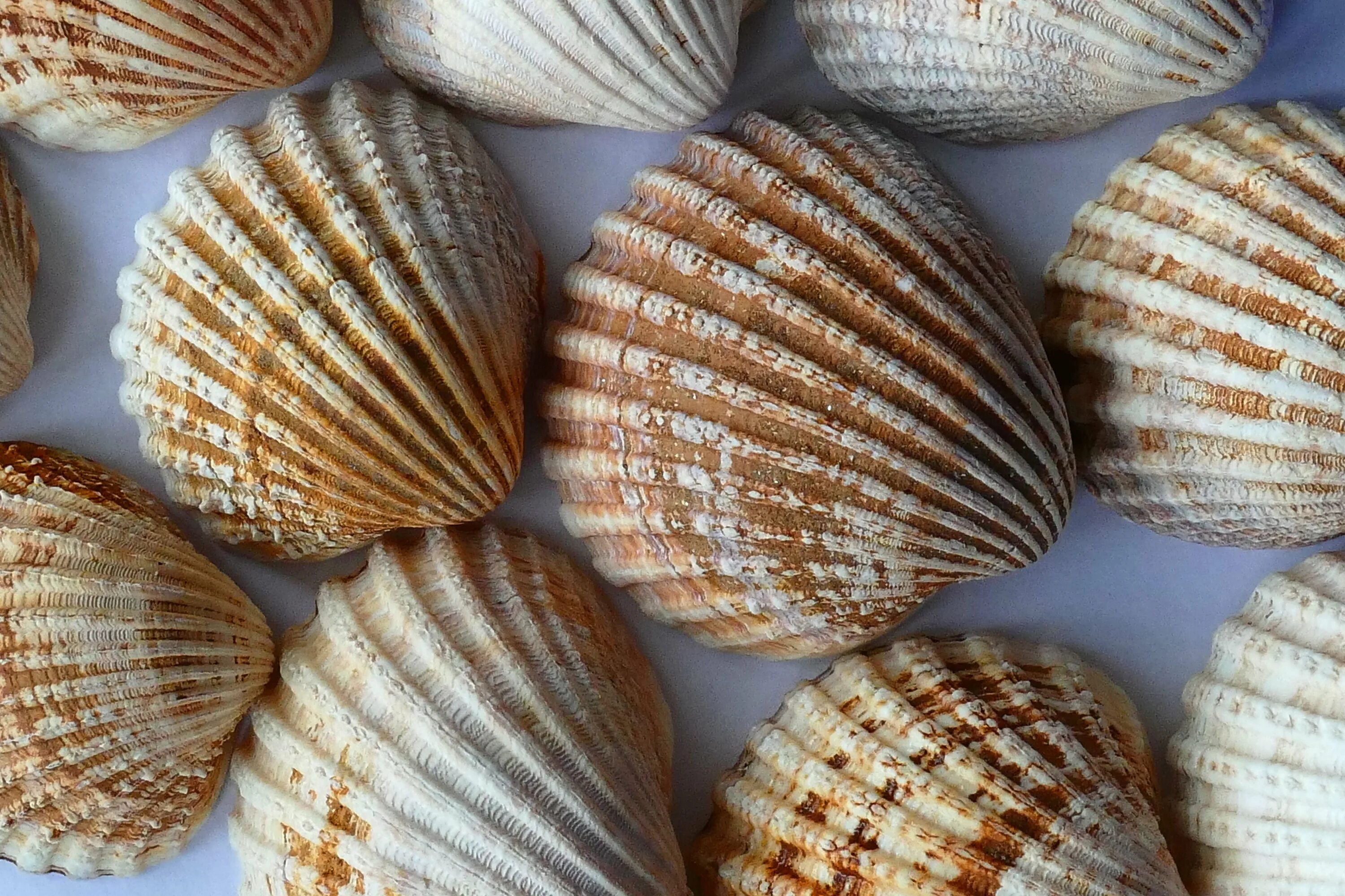 Sells seashells. Морская раковина Суринск. Ракушки морские. Красивые ракушки. Красивые морские раковины.