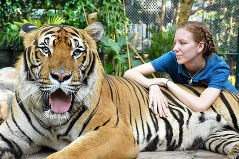 Keep wild animals as pets