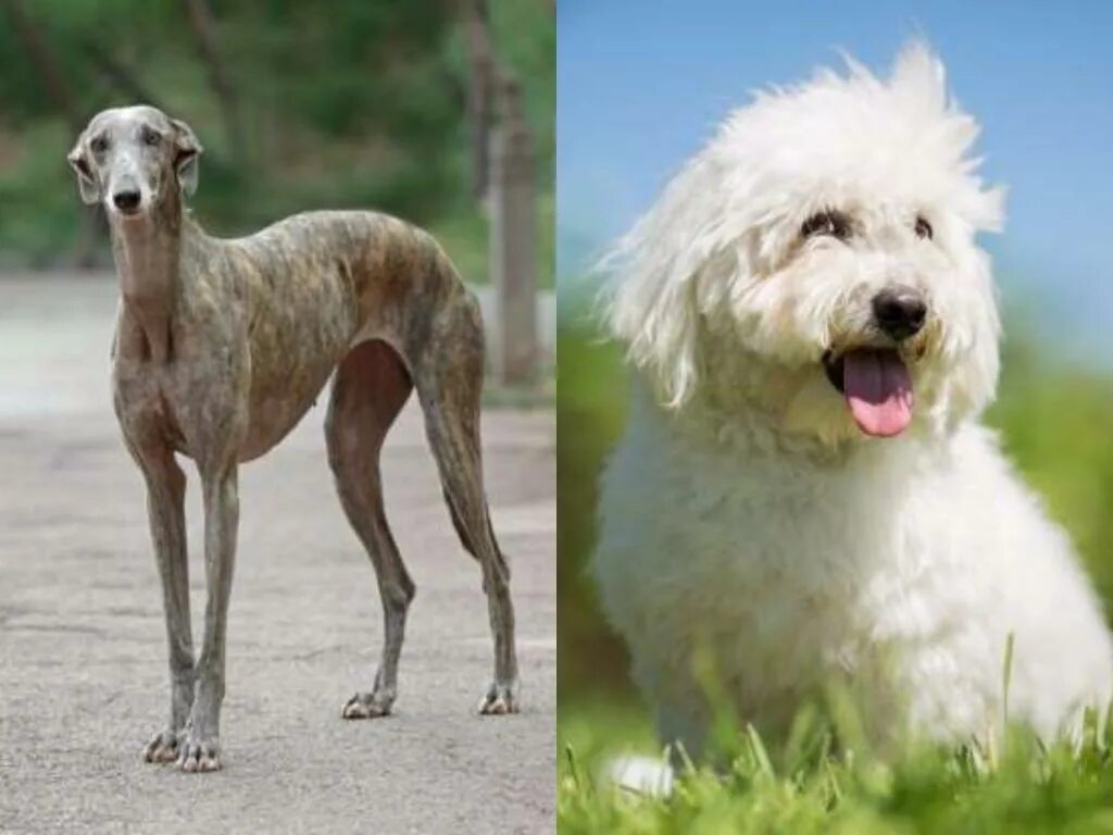Редкие собаки. Редкие породы собак. Редкие породы собак в России. Самые редкие породы собак.