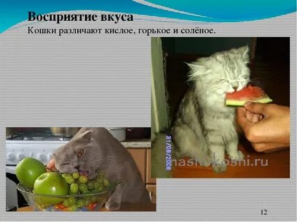 Вкус кота