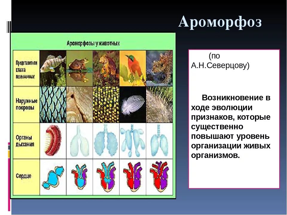 Установи соответствие между ароморфозом и эрой. Ароморфозы животных. Ароморфоз это в биологии. Ароморфозы растений и животных. Ароморфоз примеры.