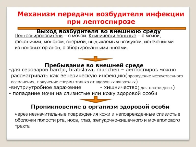 Инфекция лептоспироз. Механизм передачи инфекции при лептоспирозе. Механизмы передачи возбудителя. Лептоспироз резервуар возбудителя. Лептоспироз пути передачи инфекции.