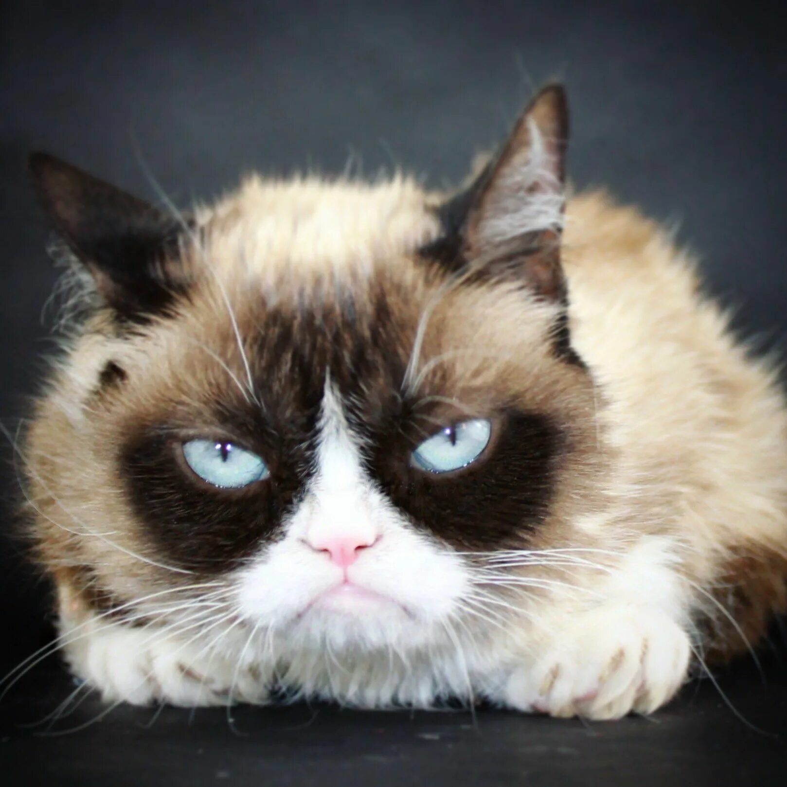 Угрюмый кот. Кот грампи кэт. угрюмый кот тард. сердитый кот grumpy cat. грэмми кэт.