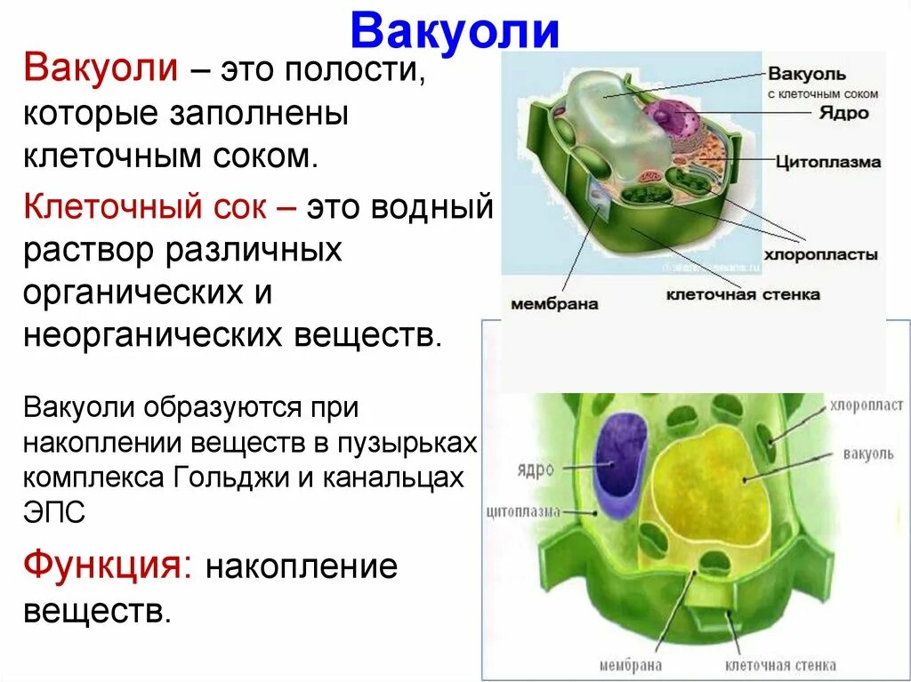 Крупная вакуоль растительной