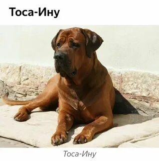 Средне крупная собака