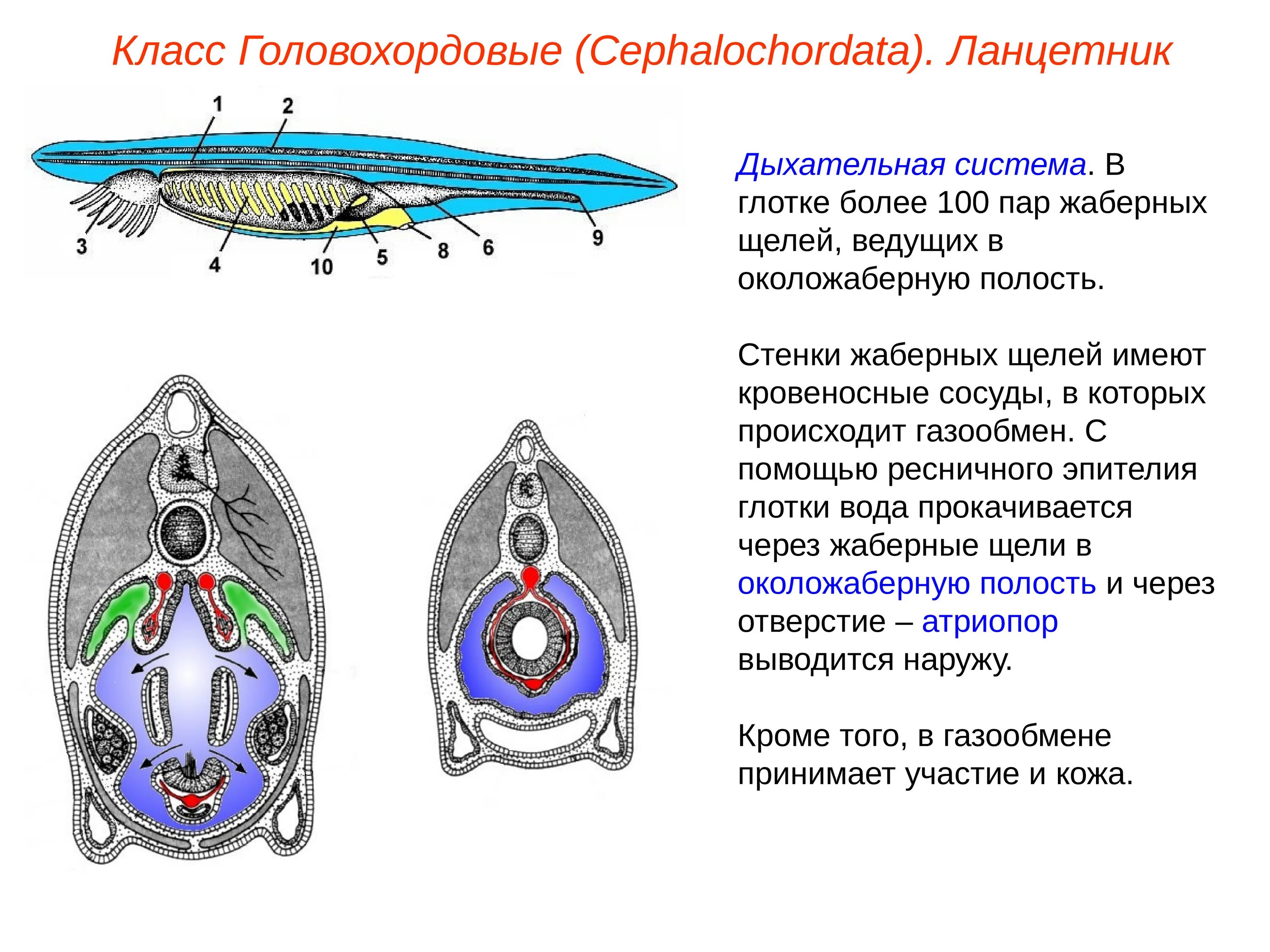 Тип хордовые дыхание