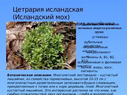 Относится ли исландский мох к мхам