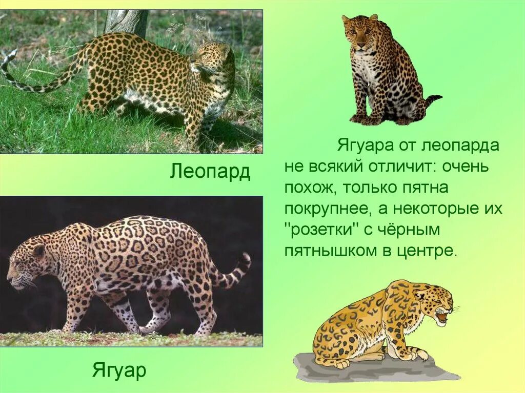 Ягуар краткое описание. Маленький рассказ про ягуара. Ягуар краткое описание животного. Ягуар животное доклад. Текст про ягуара.