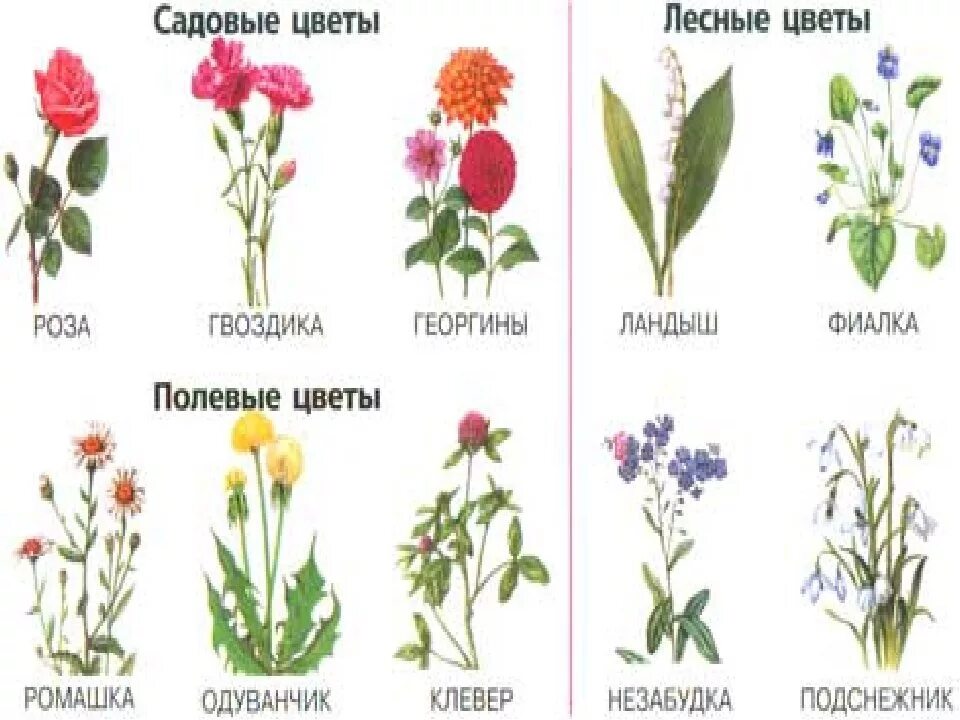 Типы луговых растений. Полевые цветы названия. Полевые и садовые цветы названия. Названия луговых цветов. Названия цветов полевых и садовых.