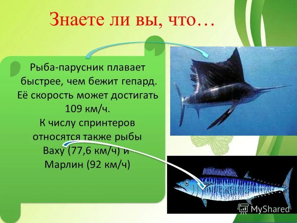 Загадка про рыбу меч для детей. Рыба похожая на рыбу меч. Istiophorus platypterus. Рыба парусник презентация. Самая быстрая рыба в мире скорость.