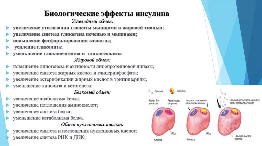 Инсулин выполняет регуляторную функцию. Физиологические эффекты инсулина инсулина. биологическая роль инсулина биохимия. биологические функции инсулина. биологическое действие инсулина.