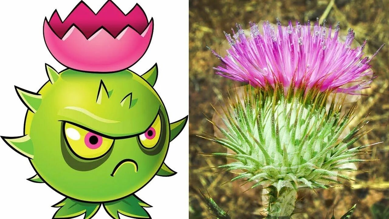 Real plant. PVZ 2 Bramble Bush. Подсолнух ПВЗ 2. Plants vs Zombies real. Plants vs Zombies подсолнух.