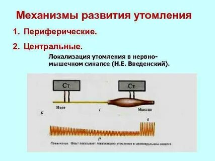Признаки утомления мышц нервов нервно мышечных синапсов