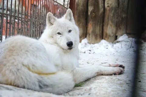 Белый волк калининград