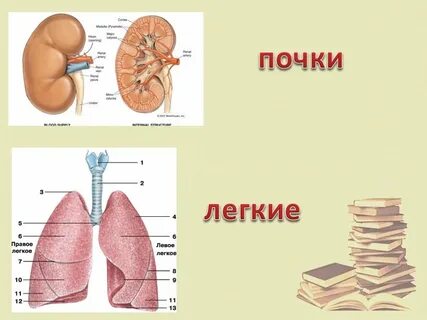 Почечное легкое