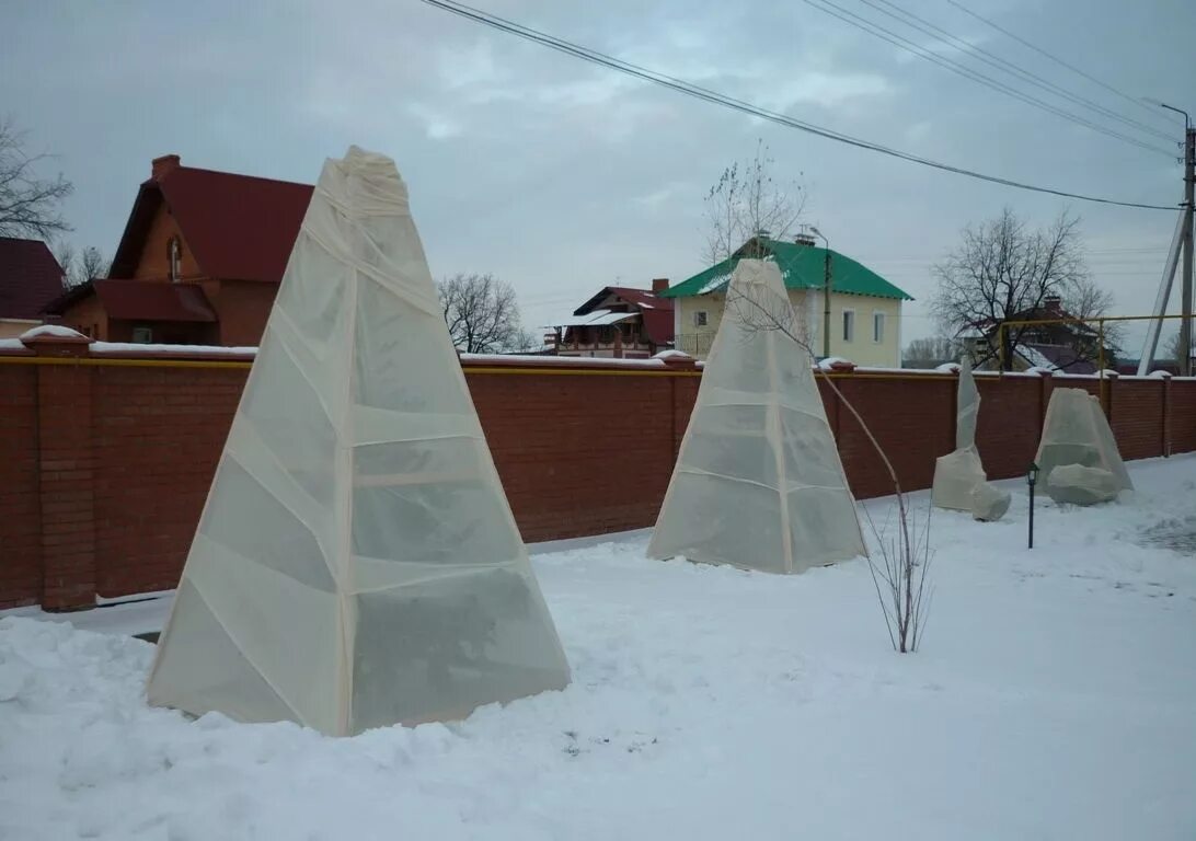 Можно ли на зиму закрыть. Укрытие туи Смарагд на зиму. Укрытие хвойников геотекстилем. Укрытие хвойников на зиму. Каркас для укрытия растений на зиму.