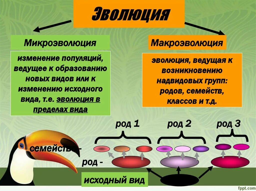 Микроэволюция и Макроэволюция. Макроэволюция это в биологии. Понятие о микроэволюции. Микроэволюция это в биологии. Материал для микроэволюции