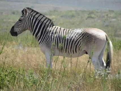 Animal backs