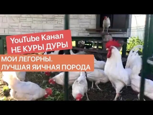 Куры не дуры. Курочка и дурочка какао. Демотиваторы куры. Кормушка бункерная птичий дворик. Птичий рай игра.