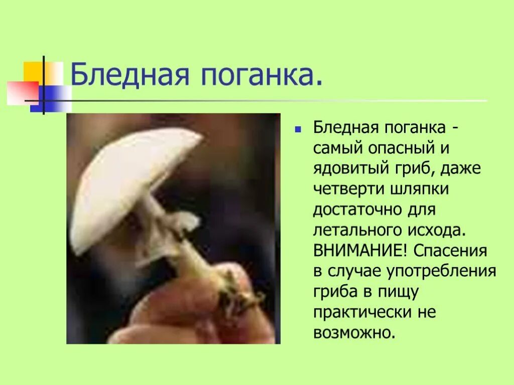 Подготовить сообщение о любых ядовитых грибах. Опасный гриб бледная поганка. Бледная поганка гриб атлас определитель. Сообщение о ядовитых грибах. Доклад по теме опасные грибы.