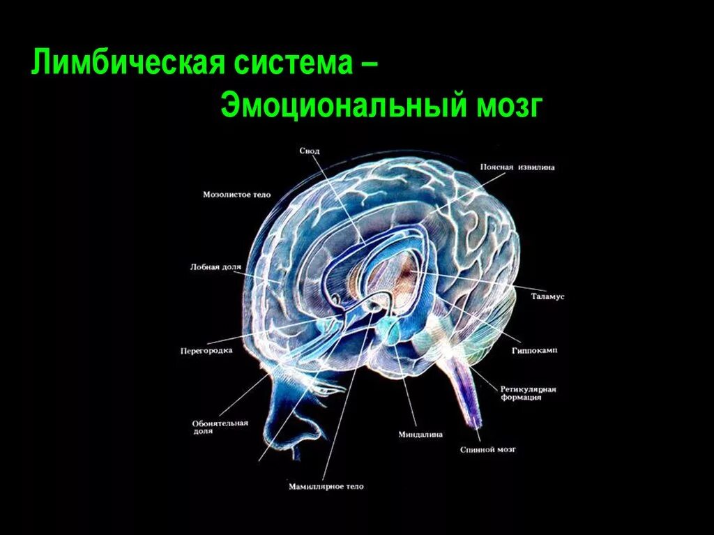 Центр чувств в мозге