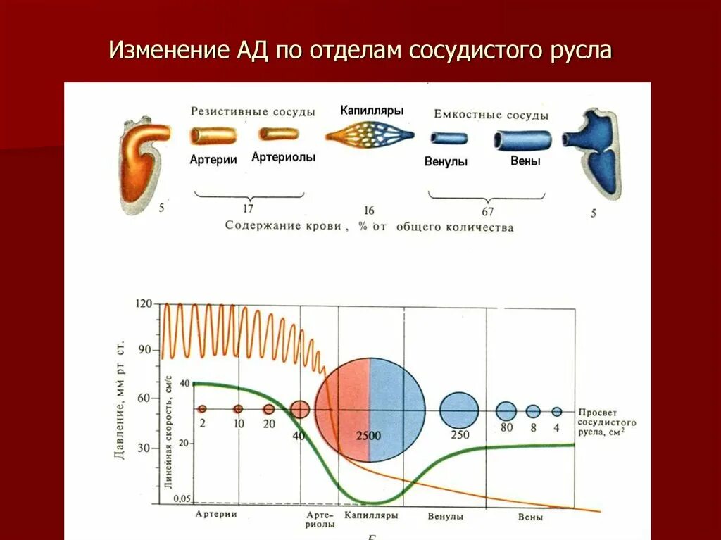 Виды движения крови по сосудам. Строение сосудистого русла. ,Особенность строения сосудистого русла. Особенности движения крови по сосудам. Давление крови по сосудам.