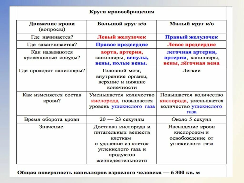 Сравнительная таблица круги кровообращения 8 класс биология. Круги кровообращения человека таблица 8 класс биология. Заполните таблицу сравните круги кровообращения. Таблица по биологии 8 класс круги кровообращения органы их образующие.