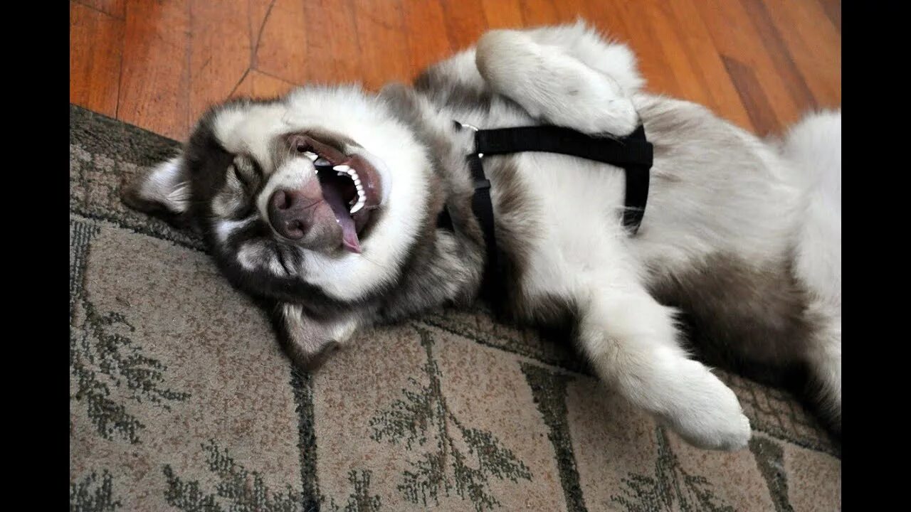 Прикольные видеоролики короткие. Угарные видеоролики. Забавные видосы. Самые ржачные рисунки. Девушки ржака.