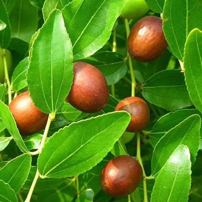 Ягода коричневого цвета