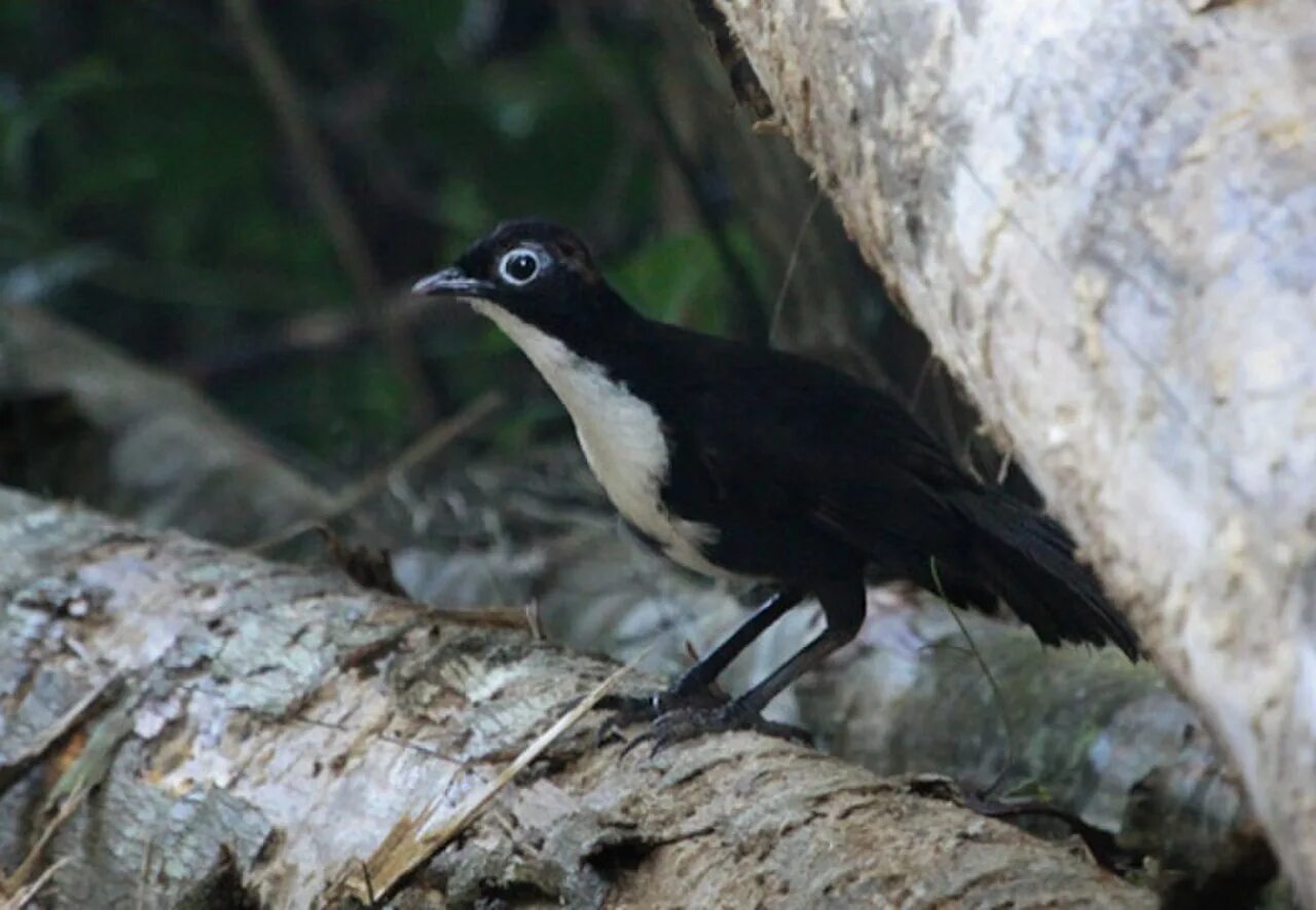 Фото черноголового. Чаучилла черноголовая птица. Orthonyx spaldingii. Черноголовый в реальной жизни. Черноголовый фото.