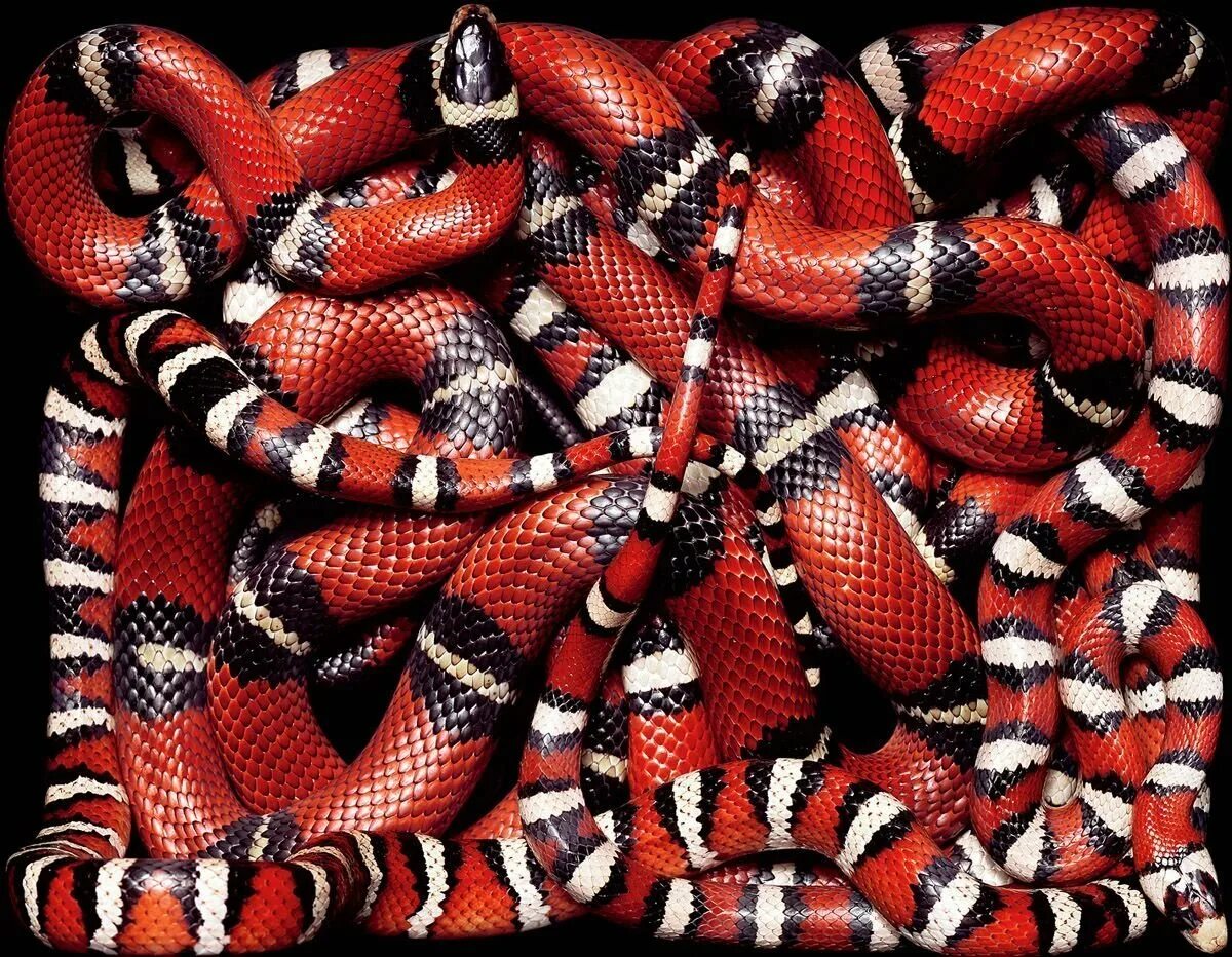 Черно красно белые змеи. Змея Аспид гуччи. Синалойская Королевская змея. Королевская синалойская молочная змея. Поперечнополосатая Королевская змея.