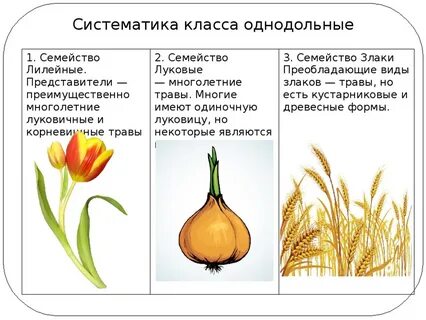 Семейства класса однодольные