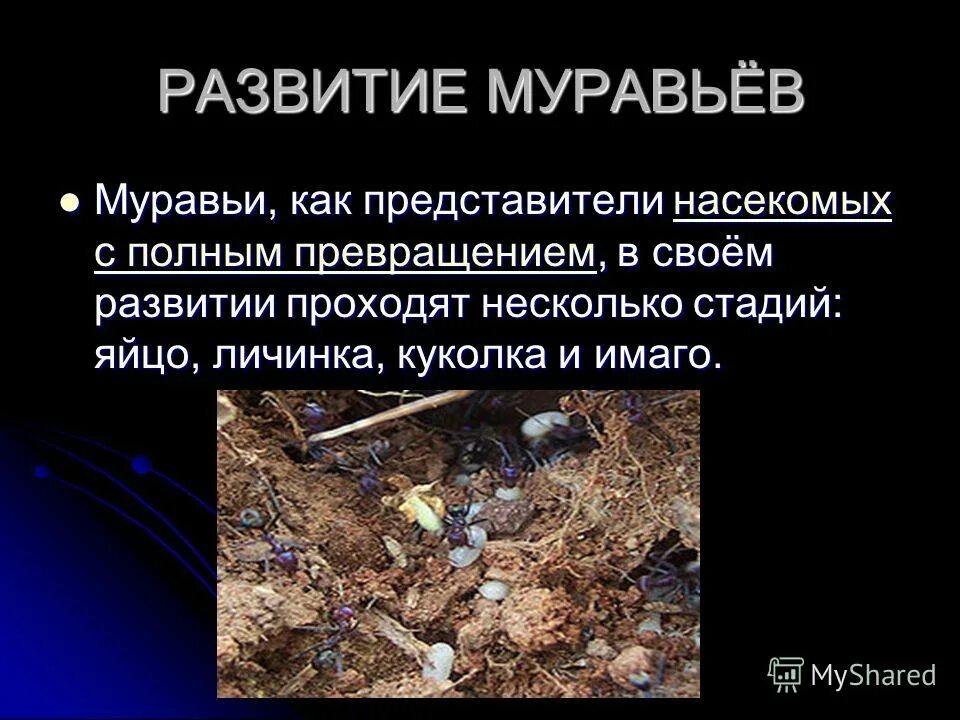 Муравьи развитие с полным превращением. Муравьи развитие с полным превращением