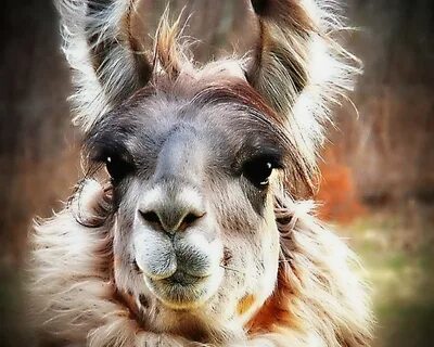 Llama2
