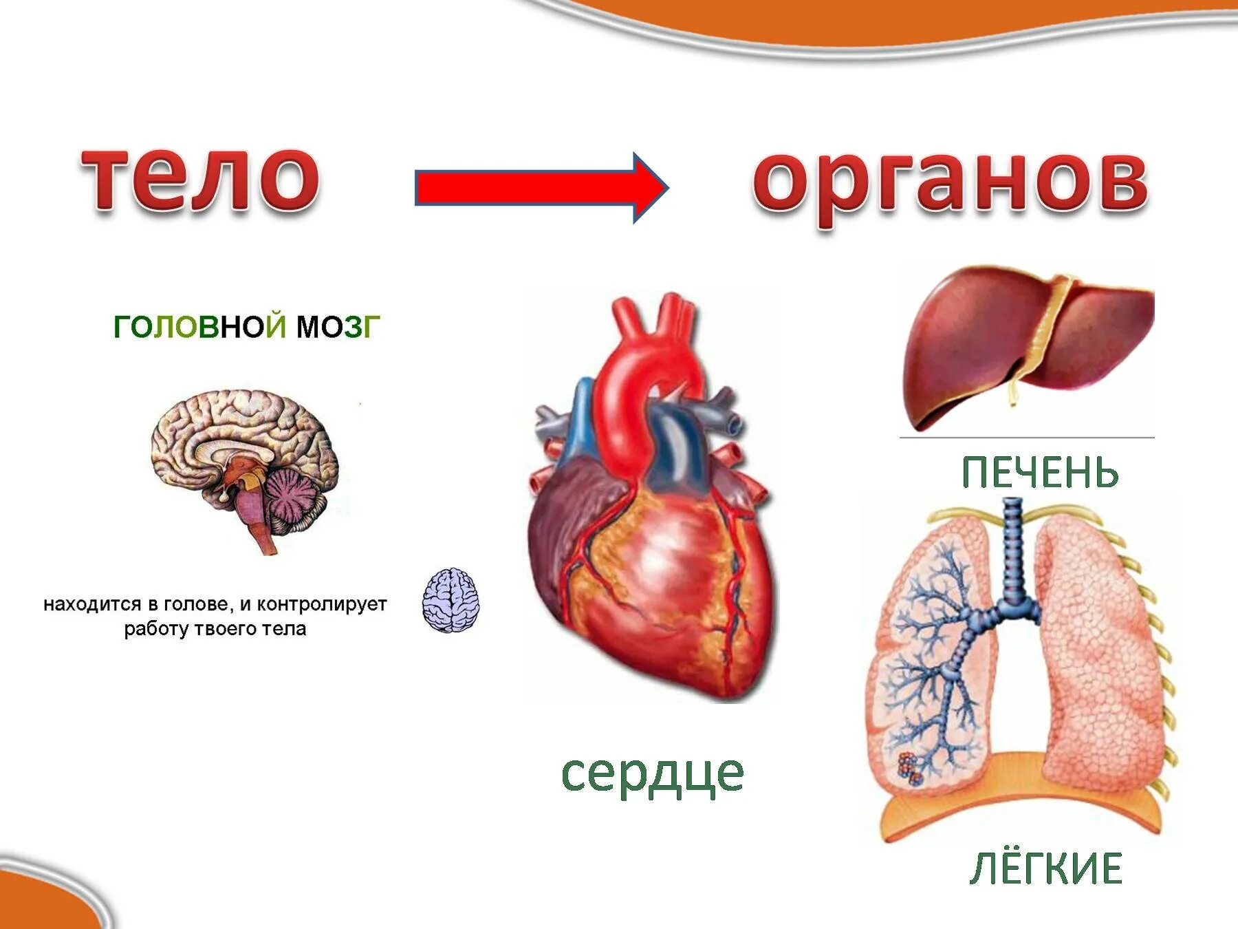 Человек часть природы презентация. Человек часть живой природы таблица. Конспект про человека часть природы. Человек часть природы 2 класс окружающий мир. Конспект 3.3