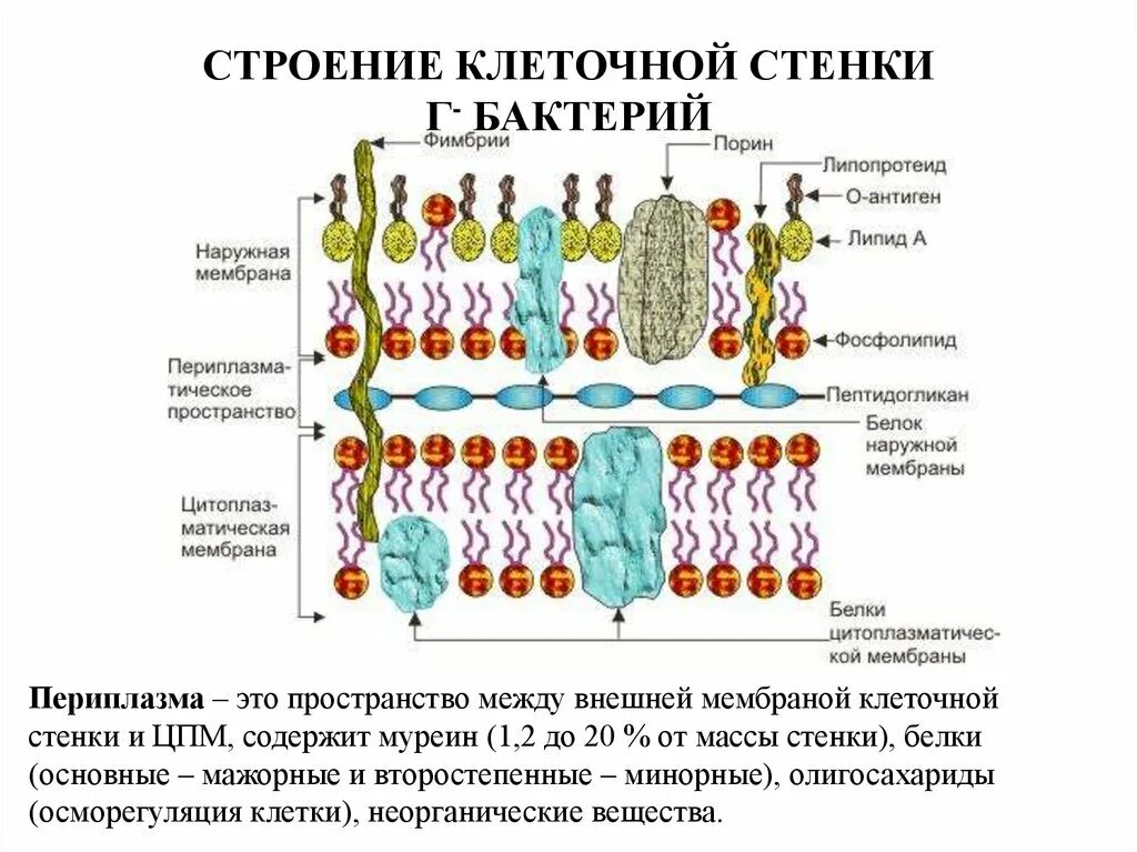 Схема строения клеточной стенки кислотоустойчивых бактерий. Клеточная стенка кислотоустойчивых бактерий схема. Строение стенки кислотоустойчивых бактерий. Строение клеточной стенки кислотоустойчивых бактерий. Грибные стенки покрыты снаружи клеточными стенками образованными